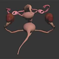 3D Anatomical Model of Human Urinary Organs Kidneys Bladder and Ureters
