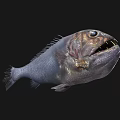 Deep Sea Aquatic Animal Fish With Large Eyes Sharp Teeth And Unique Grey Body