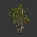 Green Leafy Tropical Palm and Agave Plants on White Reflective Background