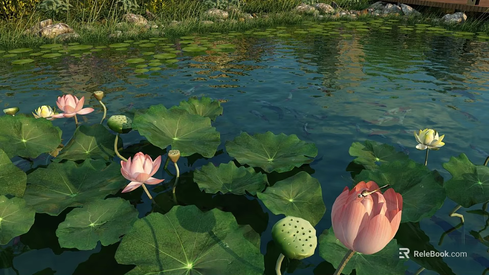 Blooming Pink Lotus Flowers With Green Leaves On Pond Water Surface 3d model 