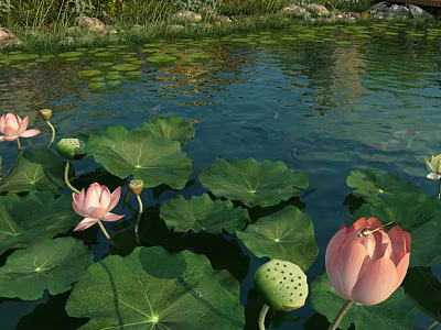 Blooming Pink Lotus Flowers With Green Leaves On Pond Water Surface 3d model