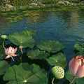 Blooming Pink Lotus Flowers With Green Leaves On Pond Water Surface