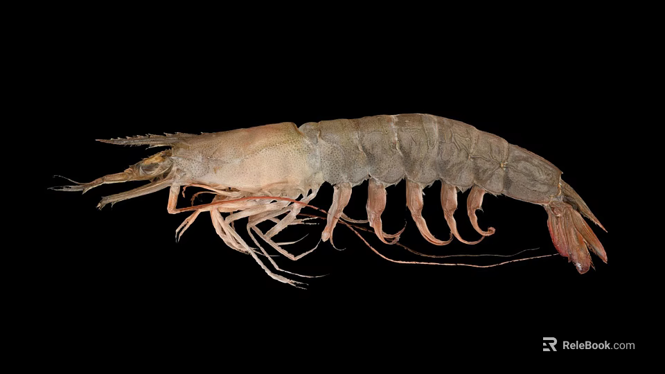 Aquatic Animal Shrimp With Complete Morphology Antennae Legs And Natural Coloration 3d model 