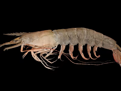 Aquatic Animal Shrimp With Complete Morphology Antennae Legs And Natural Coloration 3d model