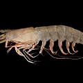 Aquatic Animal Shrimp With Complete Morphology Antennae Legs And Natural Coloration