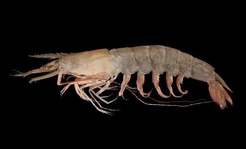 Modern Shrimp 3d model