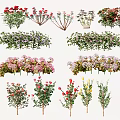 Assorted Colorful Garden Flowers And Plants With Various Species And Vibrant Blooms