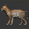 Leopard Cat With Spotted Coat Standing On Gray Background With Reflection