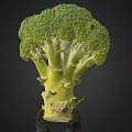 Fresh Green Broccoli Vegetable with Tender Florets and Crisp Healthy Stems