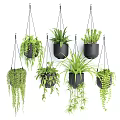 Hanging Green Plants In Black Pots For Indoor Home Decor With Lush Foliage
