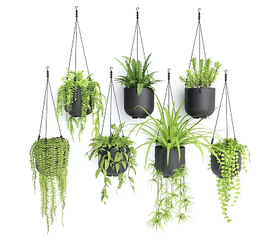 Hanging Green Plants In Black Pots For Indoor Home Decor With Lush Foliage 3d model