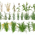 Various Herbaceous Plants With Different Growth Stages And Green Foliage