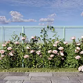 Vibrant Pink Roses Blooming Beside Green Fence Under Blue Sky With White Clouds