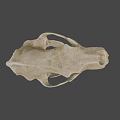 Detailed 3D Animal Skull Model With Sharp Teeth And Bone Structure