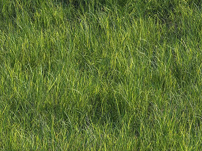 Lush Green Grass Field With Sunlit Blades Soft Texture And Natural Beauty 3d model