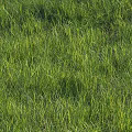 Lush Green Grass Field With Sunlit Blades Soft Texture And Natural Beauty