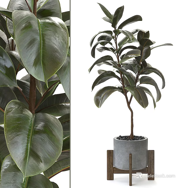 Potted Rubber Plant Bonsai With Shiny Thick Leaves In Gray Pot And Wooden Stand 3d model 