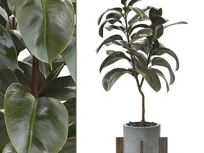 Potted Rubber Plant Bonsai With Shiny Thick Leaves In Gray Pot And Wooden Stand 3d model