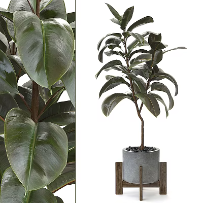 Potted Rubber Plant Bonsai With Shiny Thick Leaves In Gray Pot And Wooden Stand 3d model