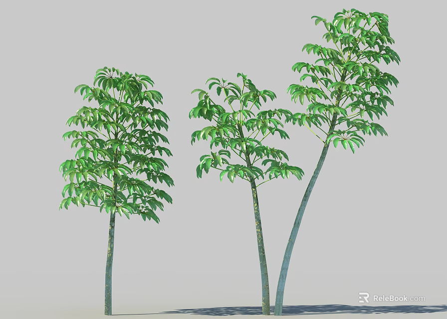 Three Arbor Trees With Lush Green Leaves And Slender Trunks 3d model