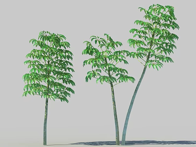 Three Arbor Trees With Lush Green Leaves And Slender Trunks 3d model