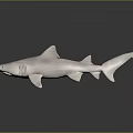 Realistic White Shark Aquatic Animal Model With Reflection On Dark Background 3d model