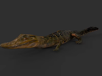 Realistic Reptile Crocodile With Long Snout And Scaly Body On Dark Background 3d model