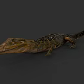 Realistic Reptile Crocodile With Long Snout And Scaly Body On Dark Background
