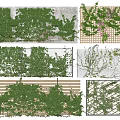 Climbing Vines Growing On Wall Trellis Wooden Panels And Decorative Fences