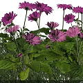 Beautiful Pink Flowers with Green Leaves Growing on Lush Green Grass