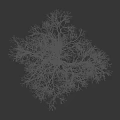 Tall Leafless Deciduous Tree Standing Against Black Background With Human Figure Scale