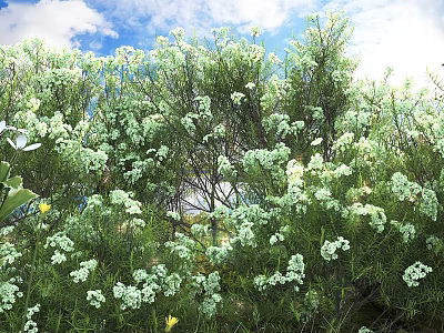 Lush Green Plants with White Flowers under Blue Sky and Sunny Weather 3d model