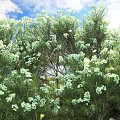 Lush Green Plants with White Flowers under Blue Sky and Sunny Weather
