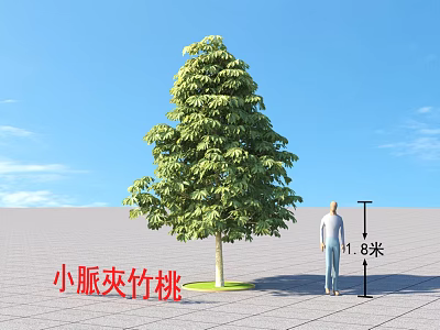 Small Vein Oleander Tree with Lush Foliage and Blue Sky near 1.8m Human Figure 3d model