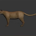 Realistic Brown Puma 3D Model in Standing Pose on Dark Background 3d model