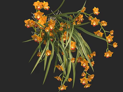 Vibrant Yellow Orange Orchids With Green Long Leaves Hanging Fresh Blooms 3d model
