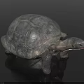 Reptile Tortoise With Textured Shell And Detailed Body Structure Standing On Dark Surface