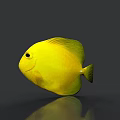 Vibrant Yellow Aquatic Fish Swimming in Marine Habitat With Red Coral Background