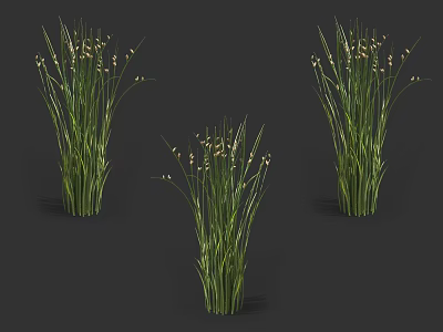 Three Clumps of Green Grass With Small White Flowers For Garden Landscape Decoration 3d model