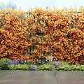 Orange Flowering Vines Covering Bamboo Fence With Green Plants And Stones