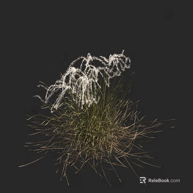Decorative White Fluffy Flowering Grass With Green Stems On Black Background 3d model 