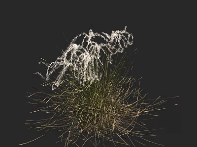 Decorative White Fluffy Flowering Grass With Green Stems On Black Background 3d model