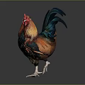 Vibrant Colored Rooster Standing With Red Comb And Colorful Plumage On Gray Background