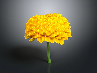 Vibrant Yellow Marigold Flower With Layered Petals And Green Stem On Dark Background 3d model