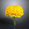 Vibrant Yellow Marigold Flower With Layered Petals And Green Stem On Dark Background