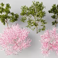 Different Types of Colorful Trees with Green Foliage and Pink Flowering Features