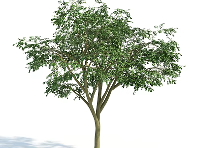 Lush Green Arbor With Brown Trunk And Dense Foliage Isolated On White 3d model
