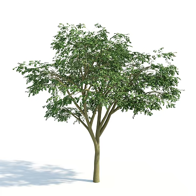 Lush Green Arbor With Brown Trunk And Dense Foliage Isolated On White 3d model