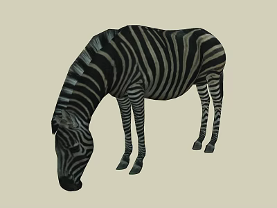 Zebra Grazing On Grass With Black White Stripes In Natural Setting 3d model