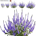 Vibrant Purple Flower Garden Decor With Lush Blooms For Outdoor Landscaping Spaces